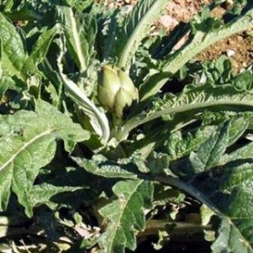 Alcachofera hoja triturada